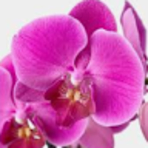 Meet your Posher, Lisette - Picture 1 of 1